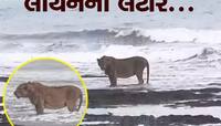 ગુજરાતમાં અરબી સમુદ્રમાં પહોંચ્યો બબ્બર શેર, વીડિયો જોયા બાદ લોકોએ કહ્યું કંઈક આવું