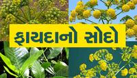હીંગની ખેતી કરી કરો તગડી કમાણી, આ સરળ રીતે ખેડૂતો રળી રહ્યા છે લાખોનો નફો