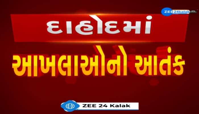 દાહોદમાં રખડતાં ઢોરનો આતંક યથાવત! આખલાની અડફેટે આવતા બાઈક ચાલક ગંભીર રીતે ઈજાગ્રસ્ત 