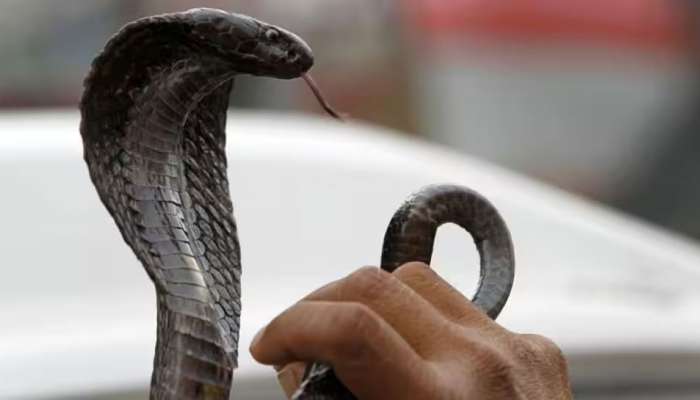 Quiz: એવો કયો છોડ છે જે સાપના ઝેરનું મારણ છે, બચી જાય છે જીવ