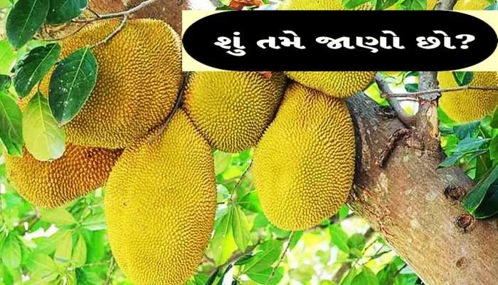 Quiz: એવું કયું ફળ છે જેને ઉલટું કરતાં છોકરીના નામમાં બદલાઈ જાય છે? શું તમે જાણો છો?