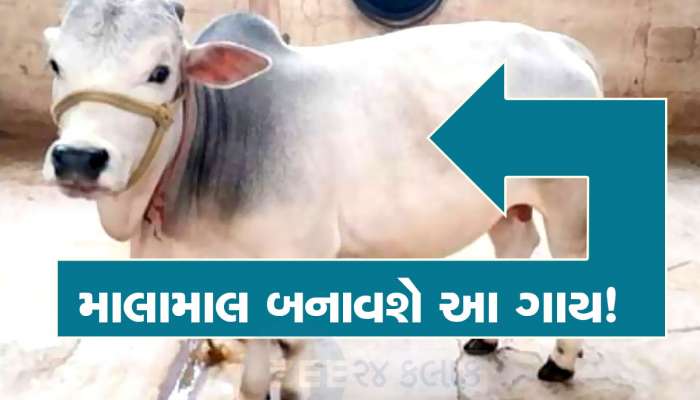 કૂતરાને બદલે ઘરમાં આ ગાય પાળો : અઢી ફૂટ લાંબી ગાય દરરોજ આપશે ત્રણ લિટર દૂધ 