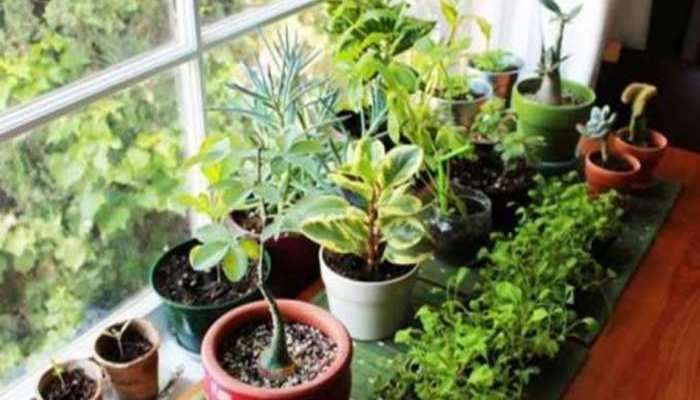 Vastu Plants: ધનનો નાશ કરે છે આ અશુભ છોડ, ભૂલથી પણ ઘરે લગાવશો નહી, અટકી જશે પ્રગતિ