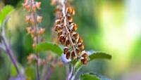 Tulsi Totke: તુલસીની મંજરી આ ચમત્કારી ઉપાય બનાવશે ધનિક, રૂપિયાથી છલકાશે તિજોરી