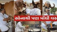2 લાખ રૂપિયે કિલો ઘી! ગુજરાતના આ ખેડૂતનું વાર્ષિક ટર્નઓવર છે 3થી 4 કરોડ રૂપિયા