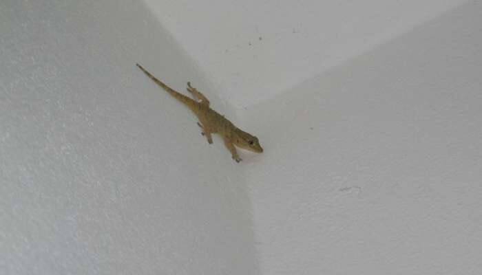 Lizard Falls: શરીરના આ અંગ પર ગરોળીનું પડવું ગણાય છે અશુભ, થાય છે ધન હાનિ