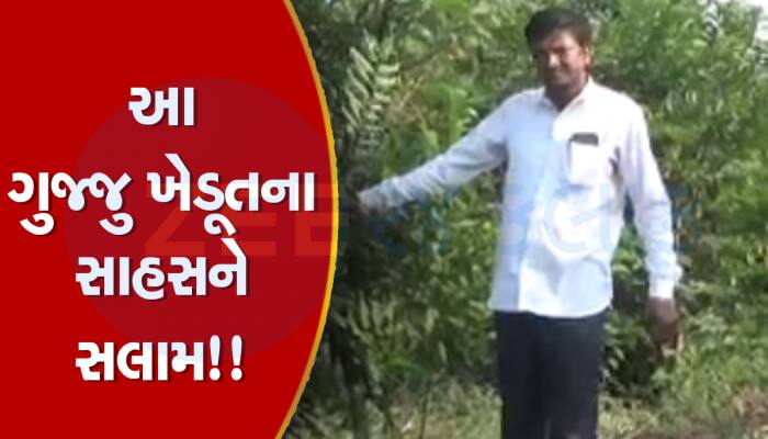 ગુજરાતના પ્રગતિશીલ ખેડૂતે સોશિયલ મીડિયામા જોઈને એવું ફળ ઉગાડ્યુ, લાખોની આવક કરતા થયા