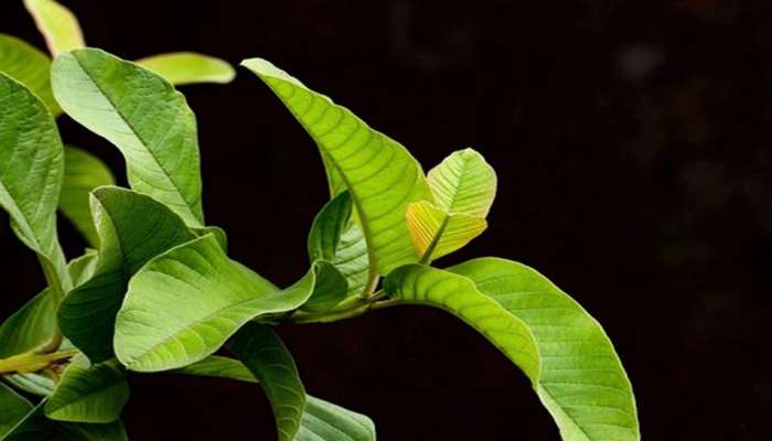 દવા વિના બ્લડ સુગર લેવલ રહેશે કંટ્રોલમાં, રોજ સવારે ચાવીને ખાઈ લેવા આ ઝાડના પાન