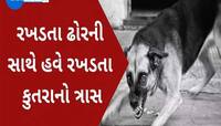 બચીને રહેજો, માત્ર 7 મહિનામાં આ જિલ્લામાં 6523થી વધુ લોકોને કરડ્યાં રખડતા શ્વાન