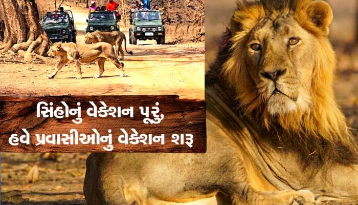 ગીરના સિંહોનું વેકેશન પૂર્ણ : પ્રવાસીઓ માટે ખુલ્લુ મૂકાયું ગીરનું જંગલ