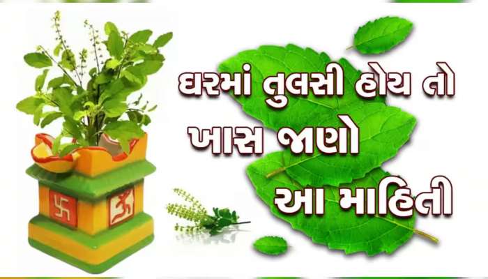 Tulsi Plant: ઘરમાં તુલસીનો છોડ હોય તો ધ્યાનમાં રાખો આ વાત...જો સૂકાવા લાગે તો મોટી ચિંતાનો વિષય!