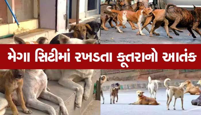 ગુજરાતના સૌથી મોંઘા શહેરમા કૂતરાઓનુ રાજ : 75 લાખની વસ્તી વચ્ચે રખડે છે 2.5 લાખ શ્વાન