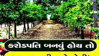 આ વસ્તુની ખેતીથી કરી શકાય છે લાખોની કમાણી, લાખો રૂપિયાનું છે એક એક ઝાડ