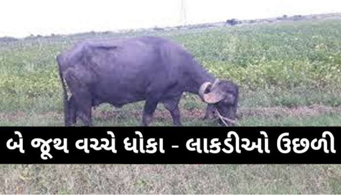 OMG! ગુજરાતના આ ગામડામાં ખેતરમાં ભેંસ પ્રવેશતા મામલો બિચક્યો, લાકડીઓ- ધારિયા ઉછળ્યા!
