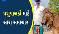 ગુજરાતના પશુપાલકોને દિવાળી ફળી! સાબરડેરીએ દૂધના ભાવમાં કર્યો જબરદસ્ત વધારો, જાણો ભાવ