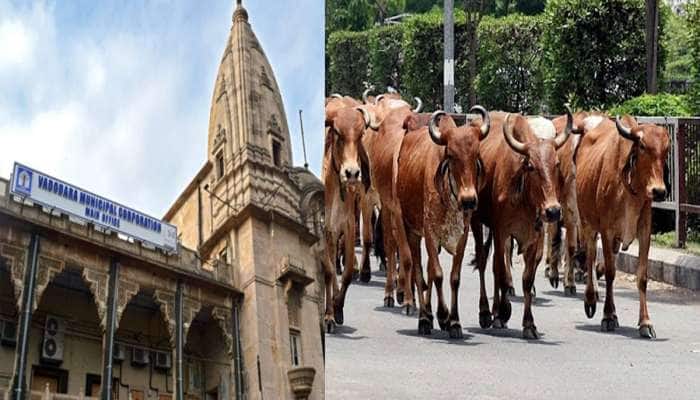 ગુજરાતના આ શહેરે બનાવ્યું ઢોર માટે જાહેરનામું : જગ્યા નહીં હોય તો ઢોર નહિ રાખી શકાય