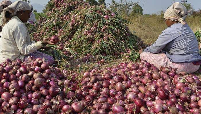 Onion Price Hike: ટામેટાના માર્ગે ચાલી ડુંગળી, એક અઠવાડિયામાં બમણા થયા ભાવ