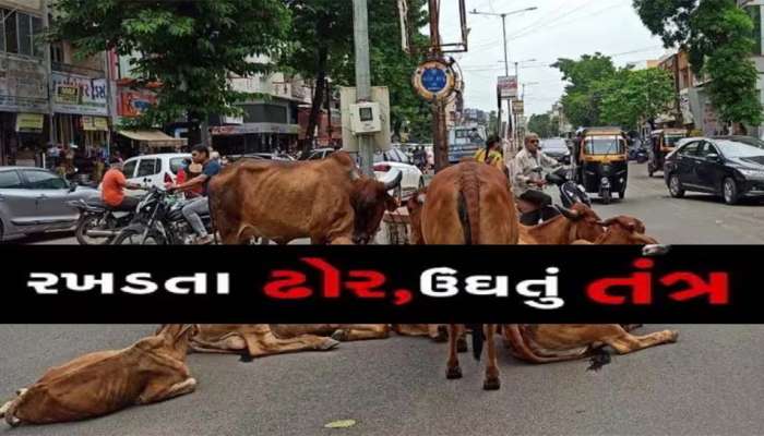 આ આતંક ક્યારે બંધ થશે? બાળકી પર રખડતા ઢોરનો જીવલેણ હુમલો, ગાયે રગદોળી, પાડોશીએ બચાવી