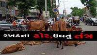આ આતંક ક્યારે બંધ થશે? બાળકી પર રખડતા ઢોરનો જીવલેણ હુમલો, ગાયે રગદોળી, પાડોશીએ બચાવી
