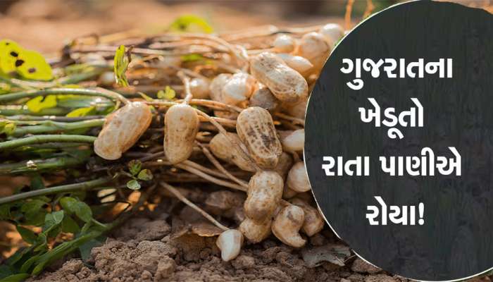 ગુજરાતમાં મગફળીના પાકને સૌથી મોટું જોખમ કેમ? આગામી દિવસો ખેડૂતો માટે કેટલા કપરા