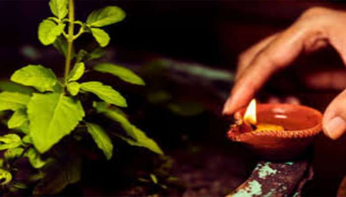 Tulsi Ke Upay: ઘરમાં હંમેશા રહેશે સુખ-સમૃદ્ધિ, કારતક મહિનામાં 30 દિવસ કરો તુલસી સંબંધિત આ ઉપાય