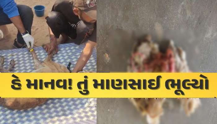 વિકૃતિની પરાકાષ્ઠા: ભુજમાં અજાણ્યા શખસે કૂતરી સાથે કર્યો બળાત્કાર, ગર્ભાશયમાંથી મળ્યા કંન્ડોમ