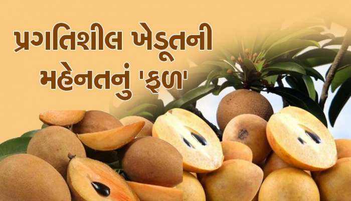 ખેડૂતો-વેપારીઓમાં દિવાળી પહેલા ખુશીનો માહોલ; વાતાવરણ સારું રહેતા આ ફળના પાકનું મબલખ આવક