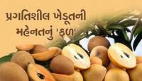 ખેડૂતો-વેપારીઓમાં દિવાળી પહેલા ખુશીનો માહોલ; વાતાવરણ સારું રહેતા આ ફળની મબલખ આવક