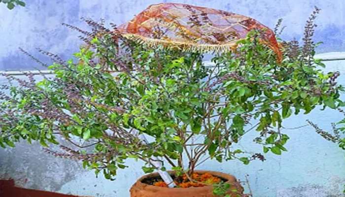 Tulsi Puja Upay: કારતક મહિનામાં તુલસીમાં અર્પણ કરો આ વસ્તુઓ, રાતોરાત ધનલાભના સર્જાશે યોગ