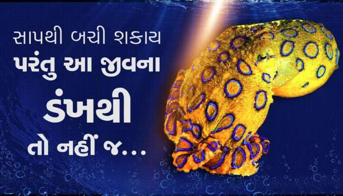 સેકન્ડ ગણવાની પણ તક નહીં મળે એટલું ખતરનાક છે આ જીવ...