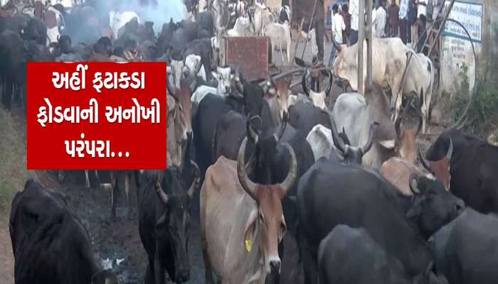 ગુજરાતના એક ગામની નવા વર્ષે અનોખી પરંપરા : ફટાકડા ફોડીને પશુઓને ભડકાવાયા