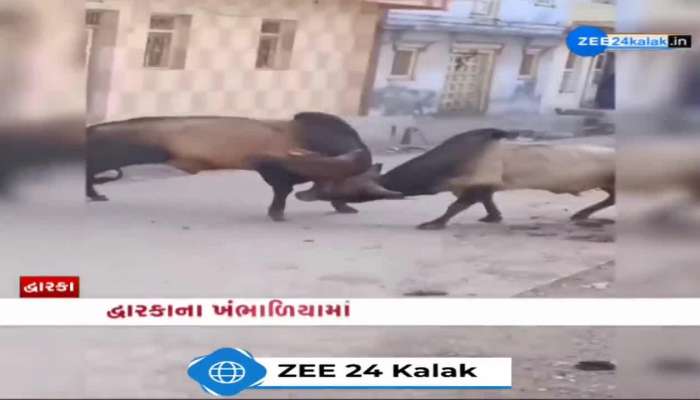દ્વારકાના ખંભાળિયામાં રખડતાં ઢોરનો આતંક, સલાયામાં ભર બજારે આખલા યુદ્ધથી ફફડાટ