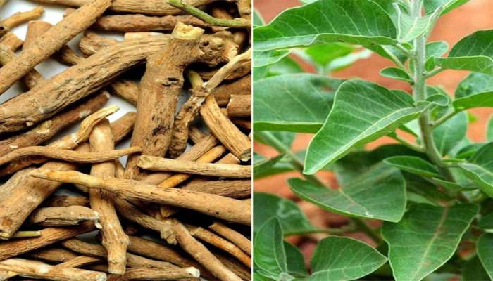 Ashwagandha Benefits: અશ્વગંધા ખાવાથી થાય છે જબરદસ્ત ફાયદા, આટલી બીમારીઓ થશે દુર