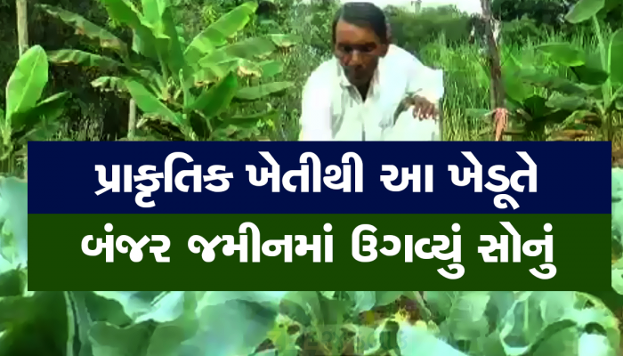 ઓર્ગેનિક ખેતીનું જીવતુ જાગતુ ઊદાહરણ છે આ ગુજ્જુ ખેડૂત, એવા ઘઉં ઉગાડ્યા કે ઘર બેસીને ડબલ આવક કરી
