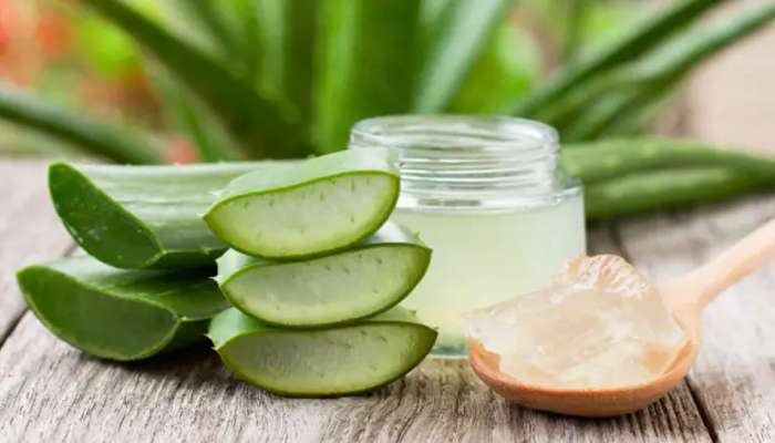 Aloe vera: શિયાળામાં પણ વાળ અને ત્વચાને સુંદર રાખવા માટે આ રીતે ઉપયોગ કરો એલોવેરા