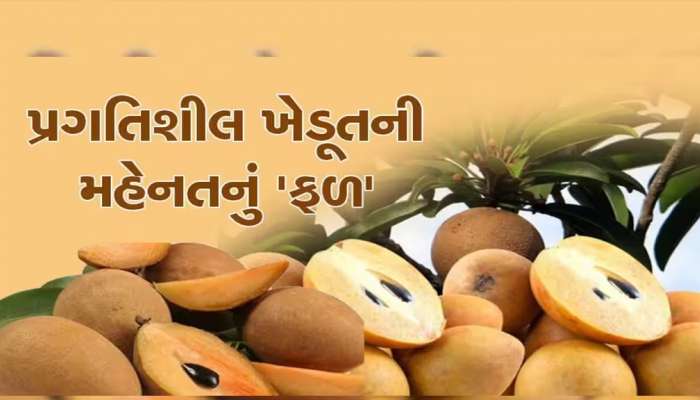 વેપારીઓને મોટી આશા! લાભ પાંચમથી અમલસાડ APMCમાં આ ફળની બમ્પર આવક, ખેડૂતોમાં ખુશી