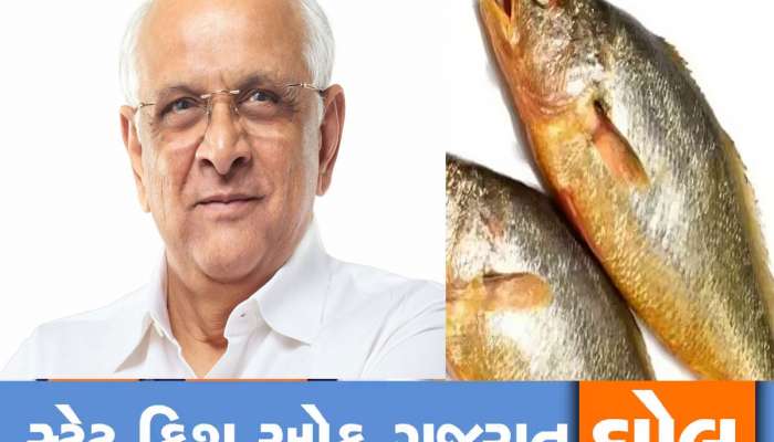 બેશકિંમતી ઘોલ માછલી ગુજરાતની ‘સ્ટેટ ફિશ’ જાહેર કરાઈ, જાળમાં આવે તો માછીમાર બની જાય છે લખપતિ