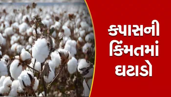 આ વર્ષે ગુજરાતમાં ખેડૂતોને કપાસના પૂરતા ભાવ કેમ નથી મળી રહ્યા, જાણો શું છે મોટું કારણ?