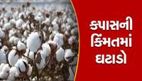 આ વર્ષે ગુજરાતમાં ખેડૂતોને કપાસના પૂરતા ભાવ કેમ નથી મળી રહ્યા, જાણો શું છે કારણ?