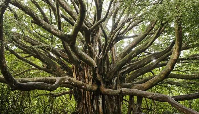 વૃક્ષો માટે પેન્શન આપનારું હરિયાણા પ્રથમ રાજ્ય, પસંદગી પામેલા વૃક્ષ દીઠ પેન્શન