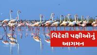 વિદેશી પક્ષીઓનું આગમન; પક્ષીઓને સેવ, ગાંઠીયા ખવડાવી તમે પુણ્ય નહિ, પાપ કરી રહ્યા છો!