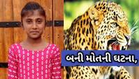 લીલી પરિક્રમાના રૂટ પર દુઃખદ ઘટના; 11 વર્ષની બાળકીને દિપડાએ ફાડી ખાધી, ભયનો માહોલ