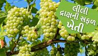 ખેડૂતોએ દ્રાક્ષની ખેતી ક્યારે અને કેવી રીતે કરવી? જાણો ખેતીની એકદમ સરળ સાચી પદ્ધતિ