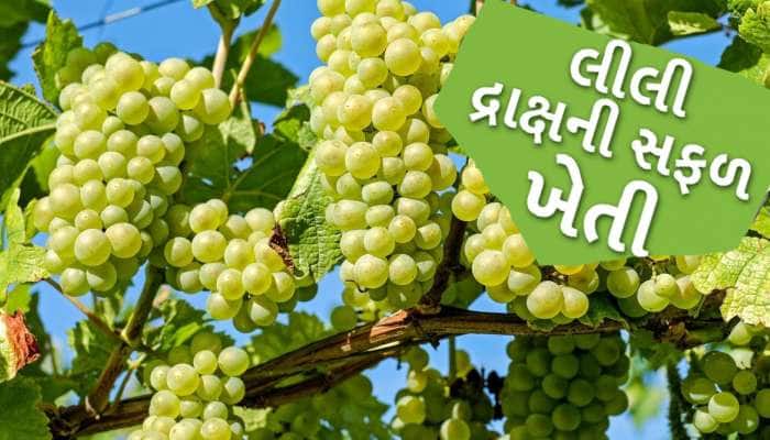 ખેડૂતોએ દ્રાક્ષની ખેતી ક્યારે અને કેવી રીતે કરવી? જાણો ખેતીની એકદમ સરળ સાચી પદ્ધતિ