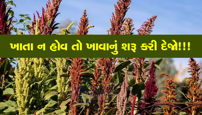 Rajgira Farming: ઉત્તર ગુજરાતમાં છુપાયેલો છે હંમેશા યુવાન રહેવાનો ખજાનો, આ સિઝનમાં ઉગે છે ભરપૂર પાક
