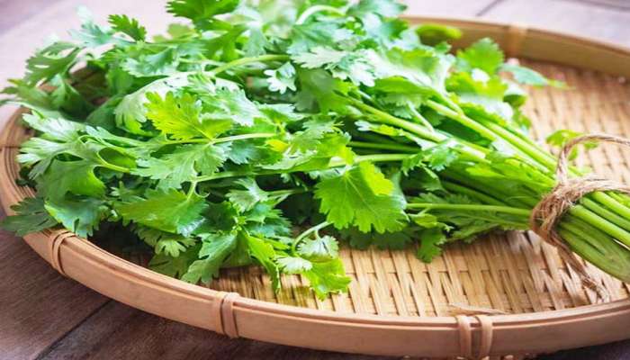 Coriander Benefits: સ્વાસ્થ્ય માટે ઔષધી છે કોથમીર, આ 5 ફાયદા મેળવવા શિયાળામાં તો રોજ ખાવી
