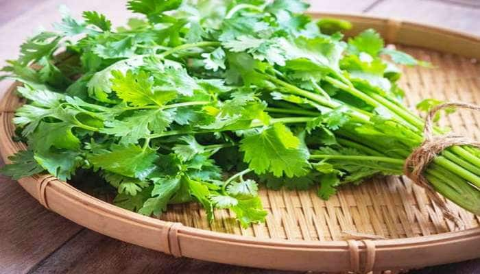 Coriander: સ્વાસ્થ્ય માટે ઔષધી છે કોથમીર, આ 5 ફાયદા મેળવવા શિયાળામાં તો રોજ ખાવી