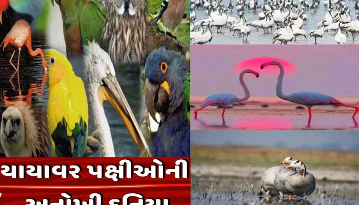 ગુજરાતમાં અહીં દર શિયાળમાં ઈરાન, ઈરાક, અફઘાનિસ્તાનના લાખો પક્ષીઓ આવે છે વેકેશન માટે