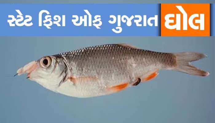 દરિયામાં આટલી બધી માછલી છે, પણ ઘોલને જ ગુજરાતની સ્ટેટ ફિશ જાહેર કરાઈ, આ છે મોટું કારણ