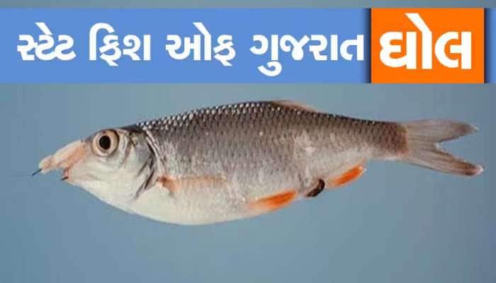 દરિયામાં આટલી બધી માછલી છે, પણ ઘોલને જ ગુજરાતની સ્ટેટ ફિશ જાહેર કરાઈ, આ છે કારણ